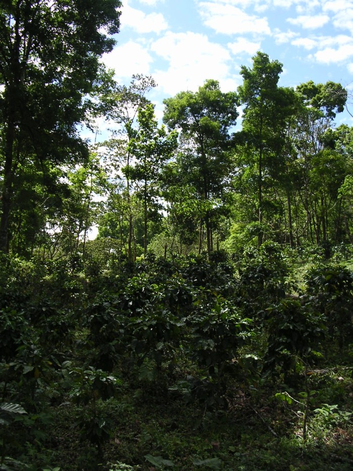 cafeto-y-sombra.jpg